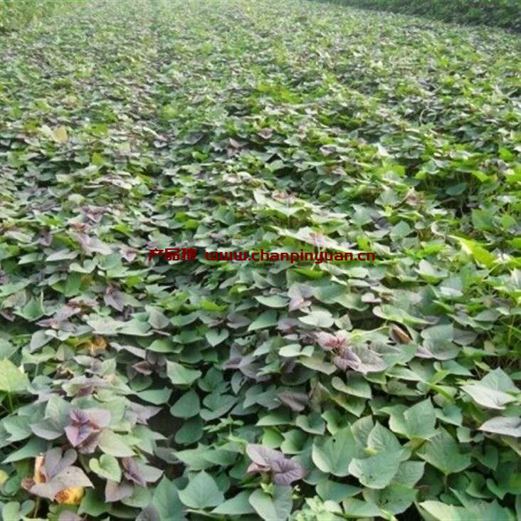 红薯可以同时种吗，地瓜能连续种植吗